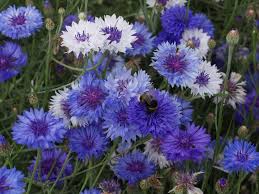 What are the shipping options for purple annuals? Best Blue Annual Flowers For Your Garden Hgtv