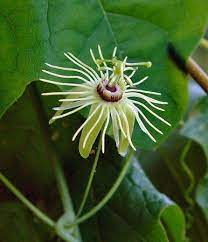 Passiflora Lutea Unusual Flowers Passiflora Passion Flower