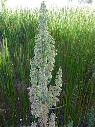 Image result for Rumex crispus