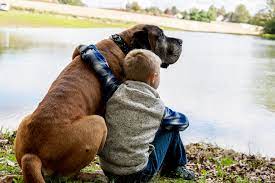 How Long Do English Mastiffs Live Canine Weekly