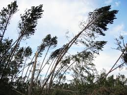 To this day, the storm is still referred to as the july 15th storm, july 15th, 1980, or simply the storm. Wisconsin Derecho That Ruined Forests Was Two Weather Fronts Combining