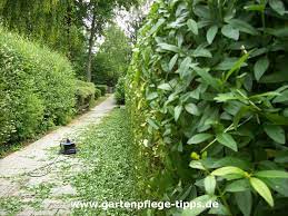 Der erste rückschnitt sollte im zeitigen frühjahr erfolgen, kurz bevor die pflanze neu austreibt. Ligusterhecke Schneiden Gartenpflege Tipps