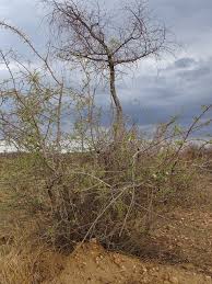 Image result for Acacia hereroensis