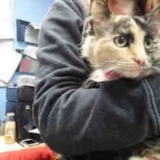 Available Pets At Angels For Animals In Canfield Ohio Pets Animals Angel
