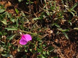 Image result for Afrohybanthus enneaspermus