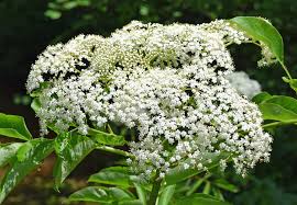 Image result for Sambucus canadensis