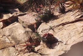 Image result for Cotyledon barbeyi