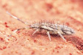 The latter name is in common use for a species of onychiurus. Attraktiver Erdgeruch