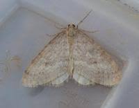 Image result for Operophtera fagata