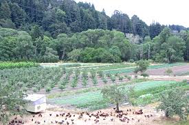 At madden family farms, you'll find an exceptional selection of succulents planted in either 4, 6, or 8 pots ready to go home with you. Everett Family Farm