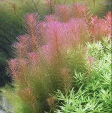 Image result for Rotala fontinalis