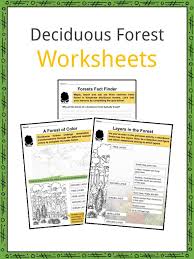 deciduous forest biome facts worksheets information for kids