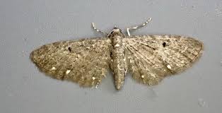 Image result for Eupithecia tripunctaria