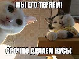 кусь (кусь-кусь) :: котизм :: котэ (прикольные картинки с кошками) /  смешные картинки и другие приколы: комиксы, гиф анимация, видео, лучший  интеллектуальный юмор.