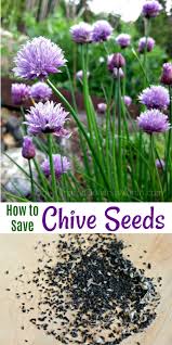 They are easy to plant and care for, and since they are a hardy perennial, they return to the garden year after year. Mavis Garden Blog How To Save Chive Seeds One Hundred Dollars A Month