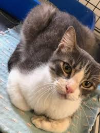 Declawing of cats continues to be a hotly debated topic in the u.s. Adopt Acorn Gorgeous Sweet Loving 2 Year Old Declawed Short Haired Boy On Petfinder Cat Adoption Help Homeless Pets Your Pet