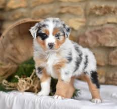 Australian shepherd dogs adopted on rescue me! 9 Australian Shepherd Rescue Ideas Australian Shepherd Rescue Australian Shepherd Dogs