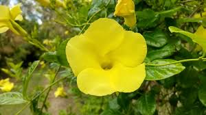 Image result for Allamanda