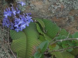 Image result for Streptocarpus hirticapsa