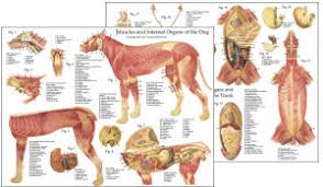 We did not find results for: Dog Anatomical Charts And Posters