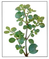 Image result for Trianthema