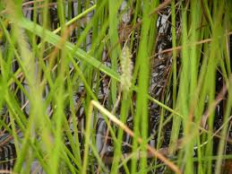 Image result for Eleocharis dulcis