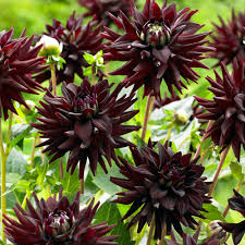 Maybe you would like to learn more about one of these? Van Zyverden Dahlias Tamburo Bulbs 5 Set 83430 The Home Depot