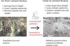 Understand how environmental changes and selective pressures impact the spread of mutations, contributing to the process of evolution. Morphological Response Of A Cactus To Cement Dust Pollution Sciencedirect