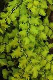 Image result for Lygodium microphyllum