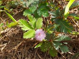 Image result for Mimosa mossambicensis