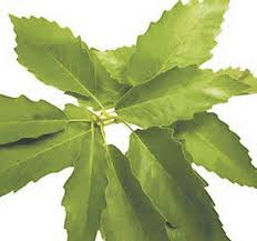 Experts cite favorite trees