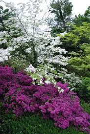Published by flowersimg on march 13, 2019. Dogwood Trees Are Beautiful Ornamental And Flowering Trees Great For Any Landscape They Grow In Zones 5 9 Beautiful Gardens Flowering Trees Gorgeous Gardens
