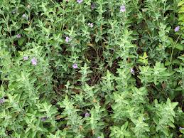 Image result for Dyschoriste radicans