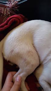 Just like human beings, dogs can have allergic reactions to different things including food, parasites (e.g. Puppy Losing Hair On Back