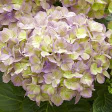 Image result for Hydrangea macrophylla bela obrázek