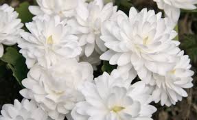 Image result for Droogmansia