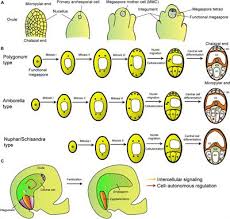 Maybe you would like to learn more about one of these? Frontiers Central Cell In Flowering Plants Specification Signaling And Evolution Plant Science