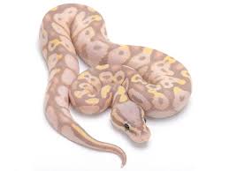Banana Super Pastel Morph List World Of Ball Pythons Ball Python Pretty Snakes Pet Snake