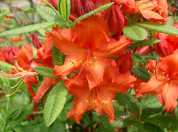 Image result for Rhododendron molle