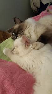 Epingle Par Velano Sur Chats En 2020 Chat
