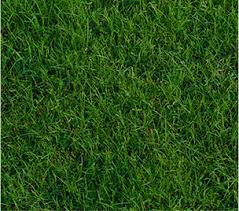 The color can be defined as a light green. Bermuda Grass Sod For Sale King Ranch Turfgrass