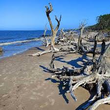 Three miles of shoreline along the. Boneyard Florida Beaches U S Vanessasaprincess Mrowl
