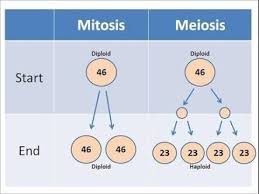 Image Result For Mitosis And Meiosis Biology Lessons Mitosis Biology Teacher