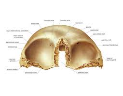 Image result for Frontal Bone