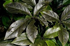 Image result for Ritchiea capparoides