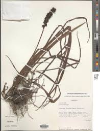 Image result for Chlorophytum subpetiolatum