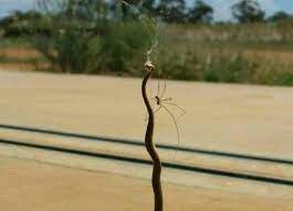 Do rat snakes kill other snakes? Not So Incy Wincy Spider Kills Snake In Outback Duel