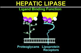 Image result for Lipase