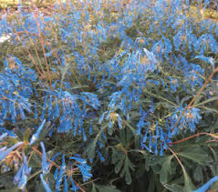 Planting flowers perennial flowering plants australia plant life australian plants wild flowers plants flowering shrubs upside down plants. Corydalis Flexuosa Porcelain Blue Touch Of Class Plants Modern Plants For Modern Gardens