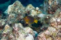Image result for Oxyanthus strigosus